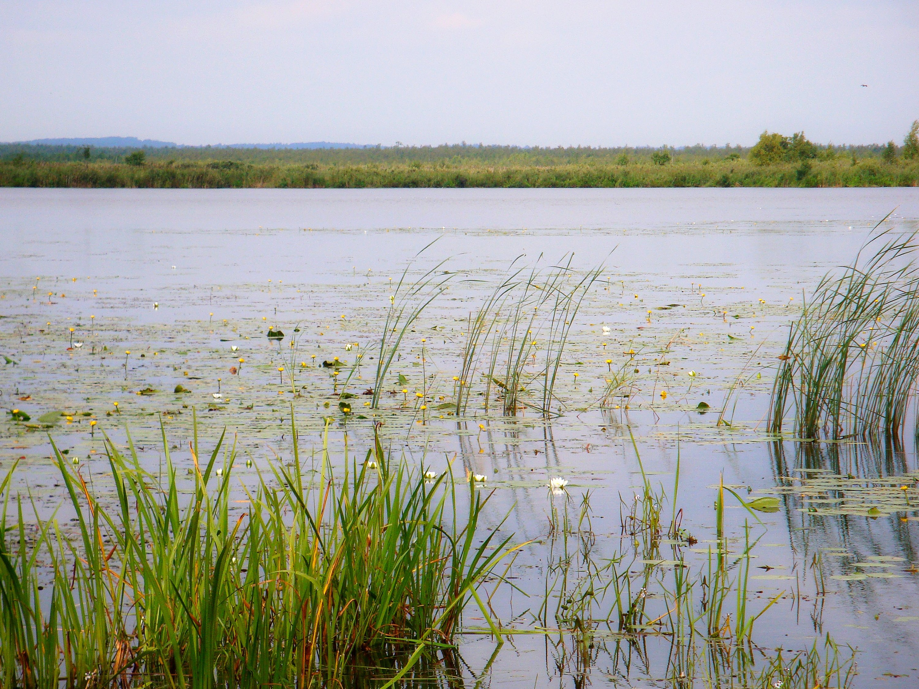 Освейское болото © Наталья Зеленкевич